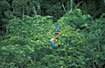 A pair of Green-winged Macaw flying over the rainforest.