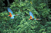 A pair of Green-winged Macaw flies over the rainforest.