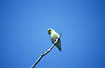 Photo ofPacific Parrotlet (Forpus coelestis). Photographer: 