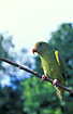 Cobalt-winged Parakeet - held captive by local family.