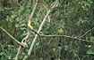 Blue-crowned Motmot is a common bird in Ecuador.