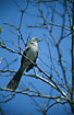 Long-tailed Mockingbird, this subspecies is endemic to Isla de la Plata.