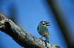 Coppersmith Barbet is a common bird in rural areas.