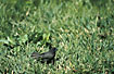 Male Black-faced Grassquit on lawn.