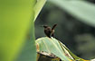 Photo ofBrown Trembler (Cinclocerthia ruficauda tremula). Photographer: 