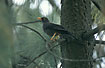 Foto af Stor sortbrun drossel (Turdus fuscater quindio). Fotograf: 