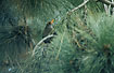 Foto af Stor sortbrun drossel (Turdus fuscater quindio). Fotograf: 