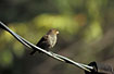 Photo ofLesser Antillean Bullfinch (Loxigilla noctis dominicana). Photographer: 
