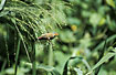 Orange-cheeked Waxbill finds food in the tall grass. This species has been introduced from West Africa.