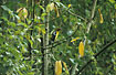 Female Southern Yellow Grosbeak