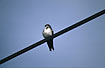 House Martin on wire.