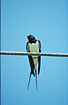 Barn Swallow on wire.