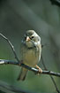 Photo ofCollared Warbling Finch (Poospiza hispaniolensis). Photographer: 
