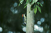 Male Black-cheeked Woodpecker.