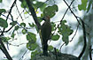 Male Golden-olive Woodpecker
