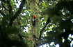 Male Guayaquil Woodpecker
