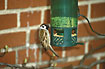 Eurasian Tree Sparrow on feeder in garden.