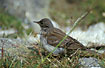 Juvenile Water Pipit in the High Tatras.
