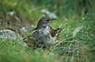 Juvenile Water Pipit in the High Tatras.