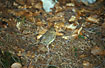 Juvenile Robin on the forest floor in the Lov Tatras.