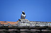White Wagtail on roof-top.