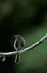 Black Phoebe waits for insects
