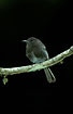 Black Phoebe waits for insects
