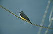 Tropical Kingbird on wire