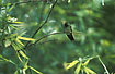 Photo ofRufous-tailed Hummingbird (Amazilia tzacatl jucunda). Photographer: 