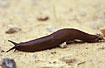 Spanish Slug. Not all snails have a shell