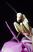 Mantis on phalaenopsis orchid, in captivity