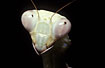 Portrait of Mantis, in captivity