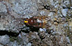 Hoverfly, unidentified