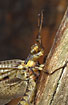 The mayfly Ephemera vulgata