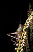 Photo ofBog Bush-Cricket (Metrioptera brachyptera). Photographer: 