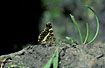 Foto af Nldesommerfugl (Araschnia levana). Fotograf: 