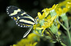 Photo of (Nymphalidae indet.). Photographer: 