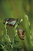 Foto af  (Nymphalidae indet.). Fotograf: 
