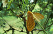 Yellow moth, unidentified
