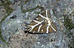 One specimen of The Jersey Tiger Moth that gathers in great numbers in the "butterfly valley" on Rhodes