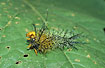 Tropical 
caterpillar