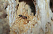 Foto af Herkulesmyre (Camponotus herculeanus). Fotograf: 