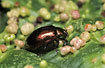 Leaf Beetle on leaf with gall, unidentified
