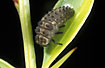 Larvae of 7-spot Ladybird. It has attached itself to a leaf of Berberis before it transforms into a pupae