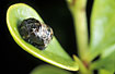 Pupae of 7-spot Ladybird on leaf of Berberis