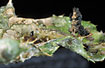 Foto af Tidselskjoldbille (Cassida rubiginosa). Fotograf: 