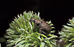 Photo of (Curculionidae indet.). Photographer: 