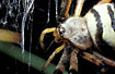 The beautifull spider Argiope bruennichi