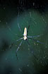 Tropical spider of the genus Nephila.