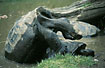 Mating Galapagos Tortoises. Captive.